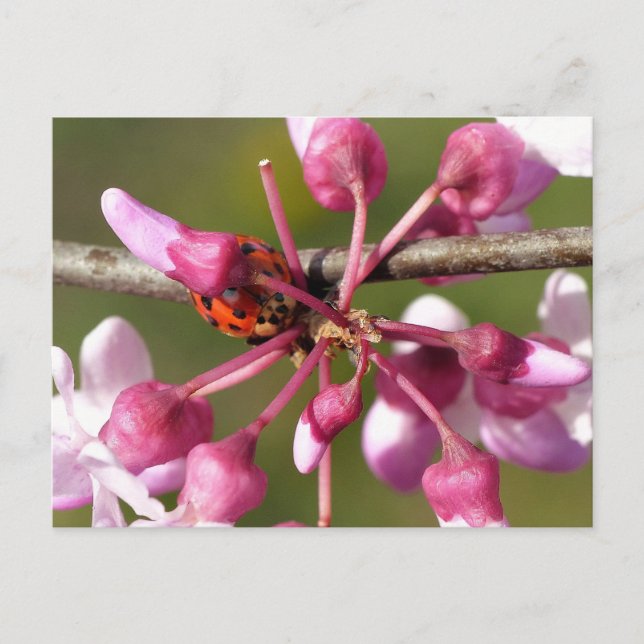 Flowering Redbud with Ladybug Postcard (Front)