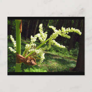 Flowering Rhubarb Stalks Nature Photo Postcard