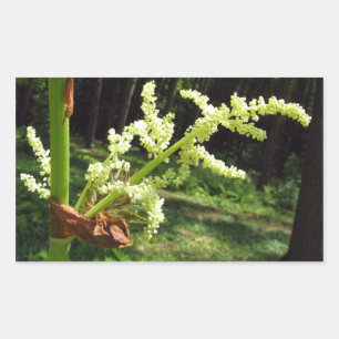 Flowering Rhubarb Stalks Nature Photo Rectangular Sticker