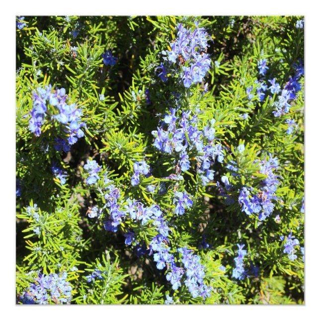 flowering rosemary bush photo print (Front)