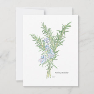 Flowering Rosemary Illustration Card