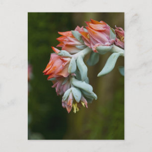 Flowering Succulculent Postcard
