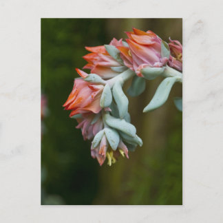 Flowering Succulent Postcard
