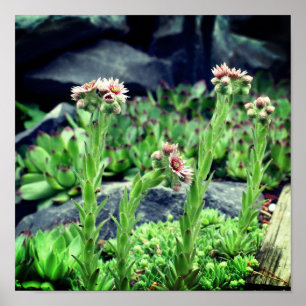 Flowering Succulents Poster