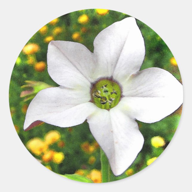 Flowering Tobacco Classic Round Sticker (Front)