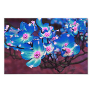 Flowering Tree blossom Photo Print