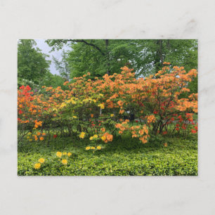 Flowering Trees of Halifax Nova Scotia Postcard