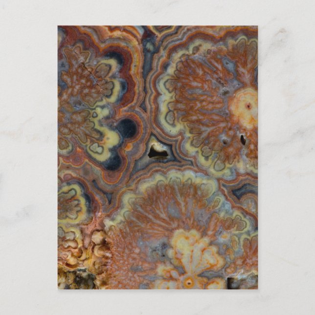 Flowering Tube Onyx Postcard (Front)