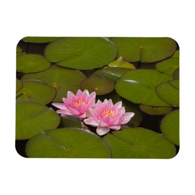 Flowering water lilies magnet (Horizontal)