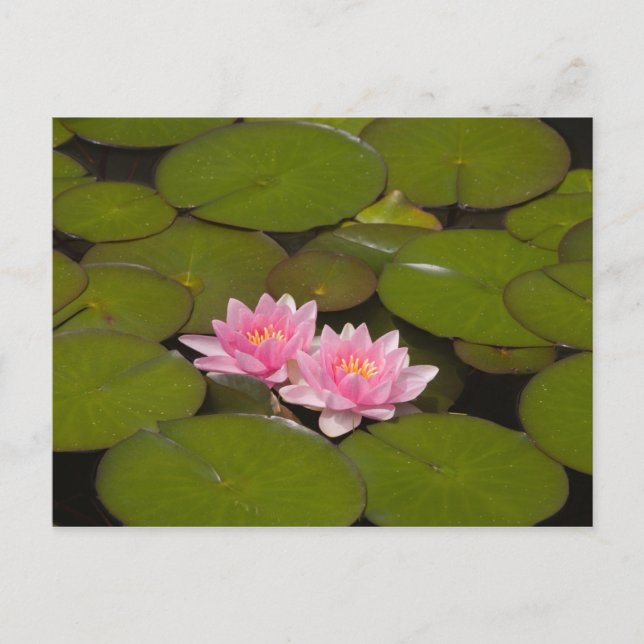 Flowering water lilies postcard (Front)