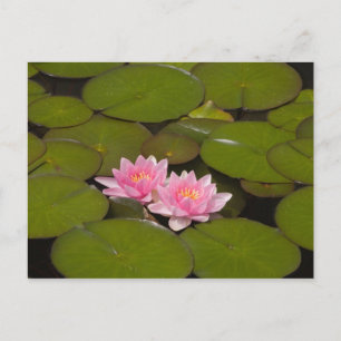 Flowering water lilies postcard