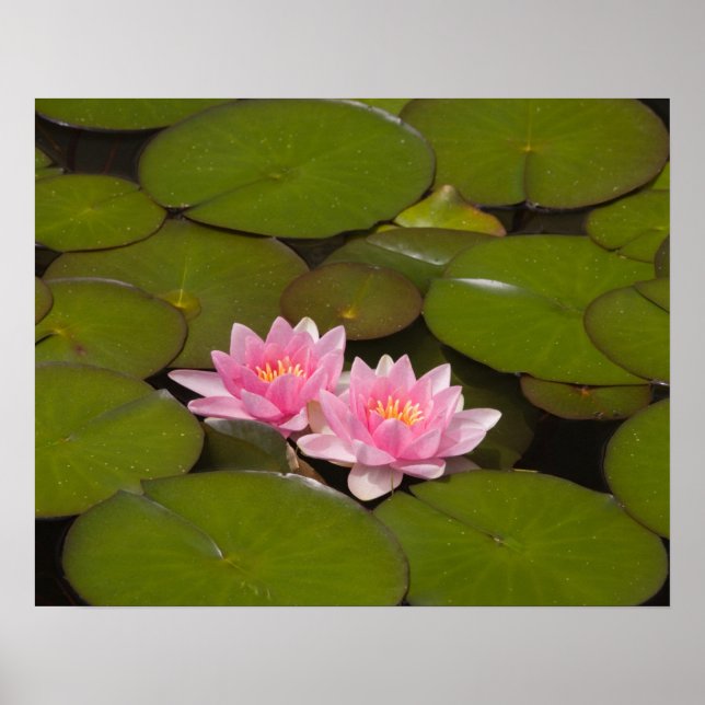 Flowering water lilies poster (Front)