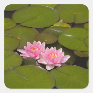 Flowering water lilies square sticker