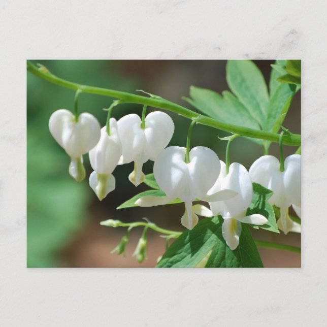 Flowering White Bleeding Heart Postcard (Front)