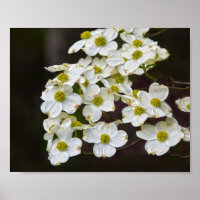 Flowering White Dogwood