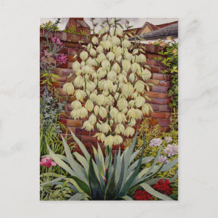 Flowering Yucca Postcard