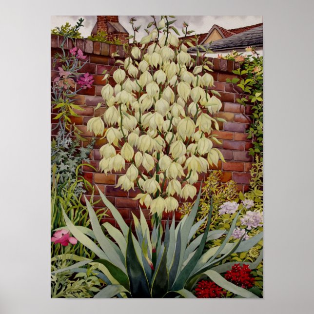 Flowering Yucca Poster (Front)