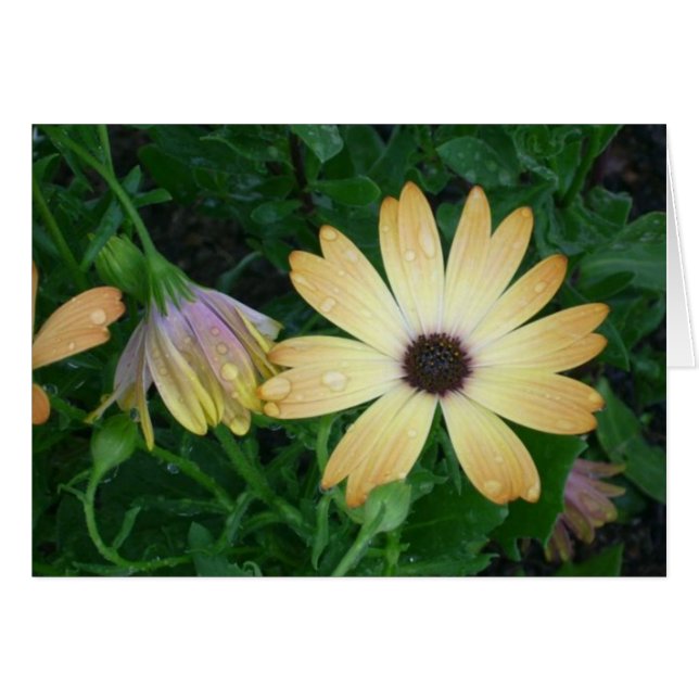 Flowers (Front Horizontal)