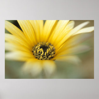 Flowers #1 yellow daisy poster