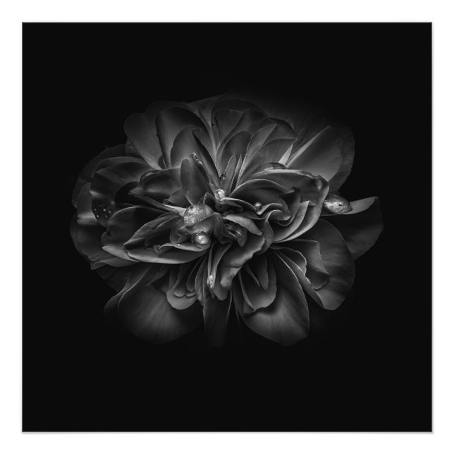 Flowers 67 BW Photo Print (Front)
