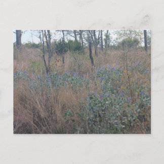 Flowers and Brush Postcard