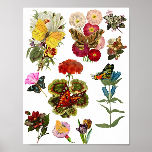 Flowers and butterflies bugs insect plants nature poster (Front)