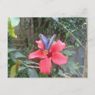 Flowers and butterflies in Franche Comte Postcard