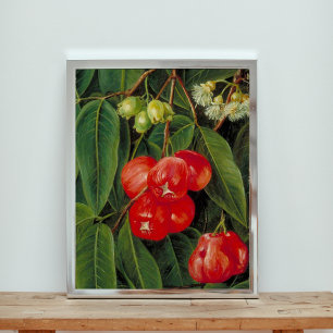 Flowers and Fruit of the Jamboa Boll Poster