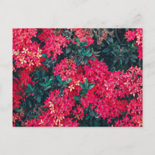 flowers and plants colourful botanic motif postcard
