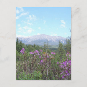 Flowers and the Mountain Postcard