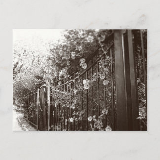 Flowers and Wrought Iron Fence, Tilt-Shift, B&W Postcard