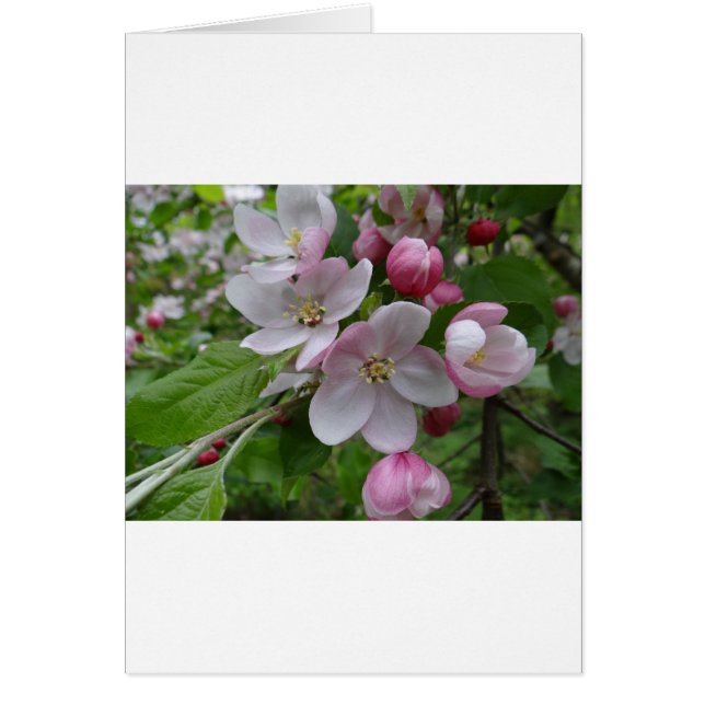 Flowers Apple Blossom Pink Pattern Art (Front)