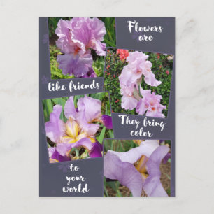 Flowers are like Friends  Postcard