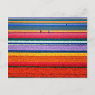 Flowers at  Keukenhof Dutch show gardens Postcard