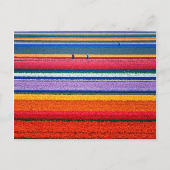 Flowers at  Keukenhof Dutch show gardens Postcard (Front)