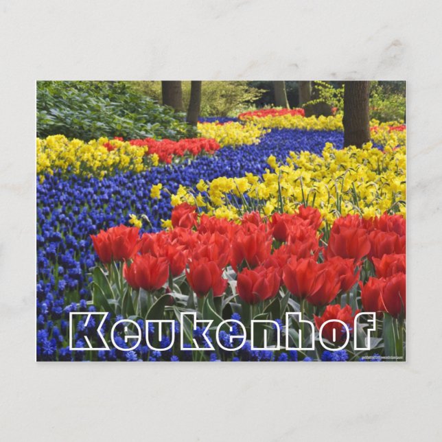 Flowers at  Keukenhof, hyacinrhs and tumips Postcard (Front)