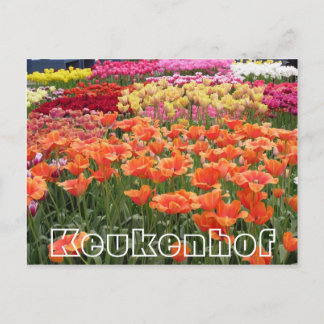 Flowers at  Keukenhof,  orange, yellow and red Postcard