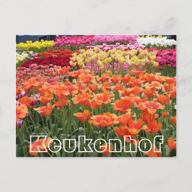 Flowers at  Keukenhof,  orange, yellow and red Postcard (Front)