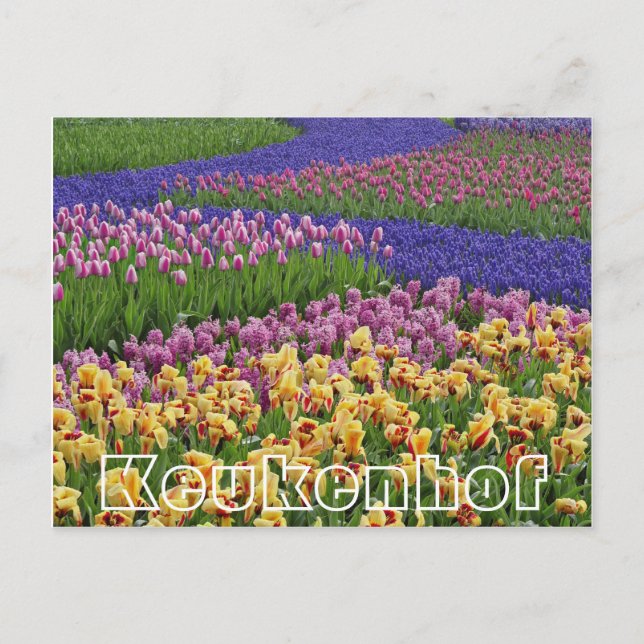 Flowers at  Keukenhof,streams of tulips Postcard (Front)