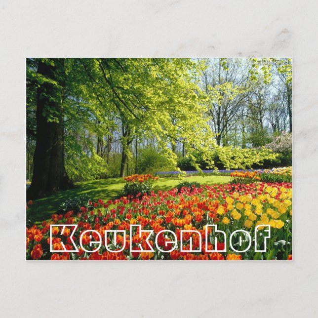 Flowers at  Keukenhof,,trees and tulips Postcard (Front)