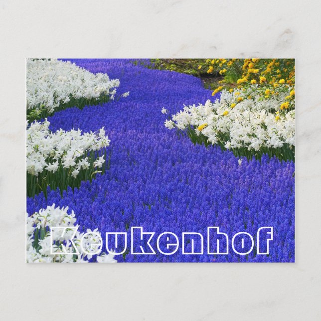 Flowers at  Keukenhof,  white and purple Postcard (Front)