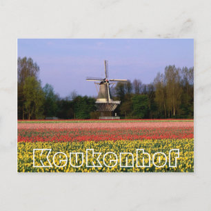 Flowers at Keukenhof, winmill and bulbfields Postcard