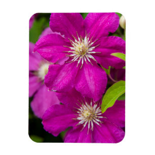Flowers at Robinette's Apple Haus and Gift Barn 2 Magnet