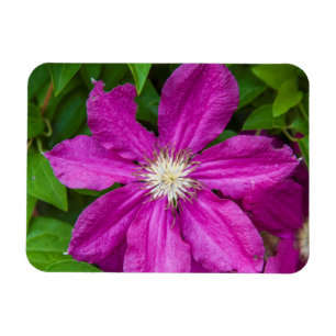 Flowers at Robinette's Apple Haus and Gift Barn Magnet