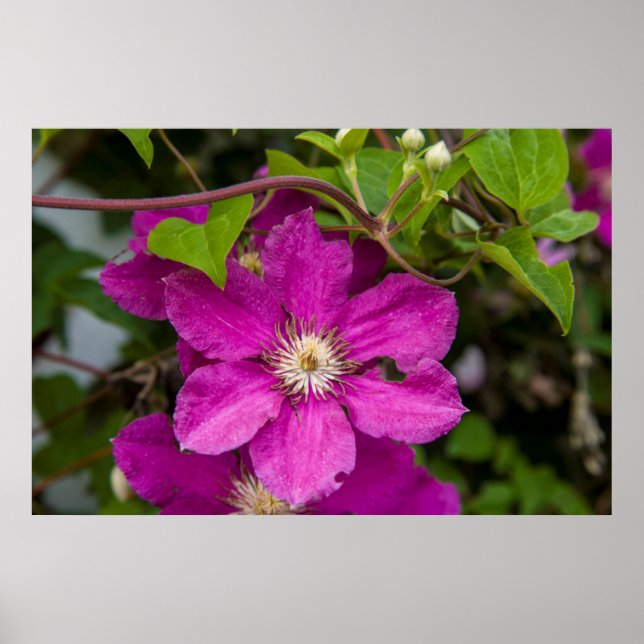 Flowers At Robinette's Apple Haus & Gift Barn Poster (Front)