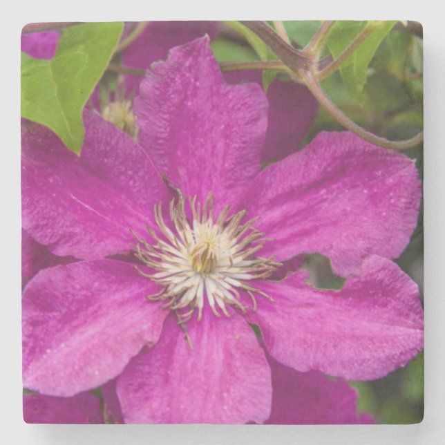 Flowers At Robinette's Apple Haus & Gift Barn Stone Coaster (Front)