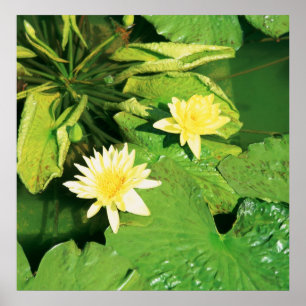 FLOWERS AT SHAWS GARDEN POSTER