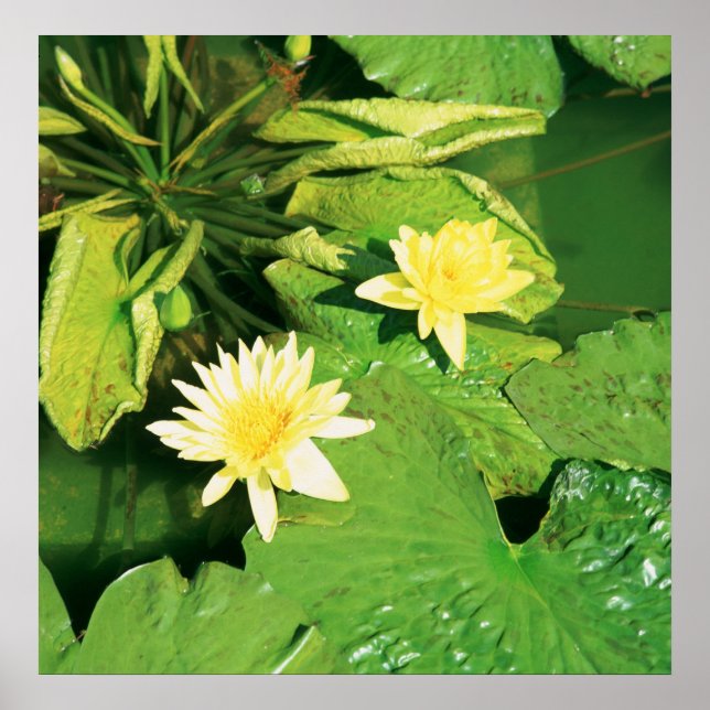 FLOWERS AT SHAWS GARDEN POSTER (Front)