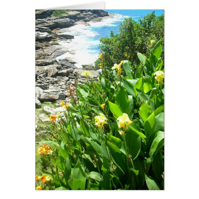 Flowers at Tamarama Cove (Front)