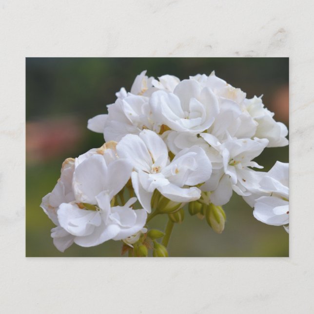 Flowers at Tenerife Postcard (Front)